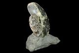 Ammonite (Hoploscaphites) - South Dakota #155433-1